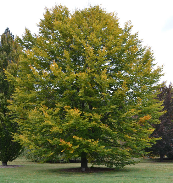 Бук (Fagus), внешний вид дерева
