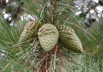 Семена сосны лучистой (Pinus radiata) могут находиться в шишке годами