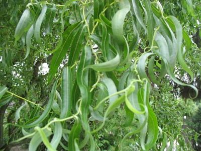 Ива плакучая (Salix babylonica) – быстрорастущее декоративное растение