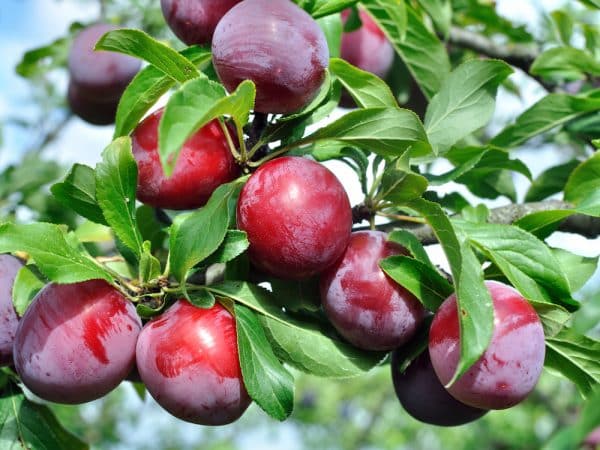 Слива домашняя (Prunus domestica), плоды на ветке