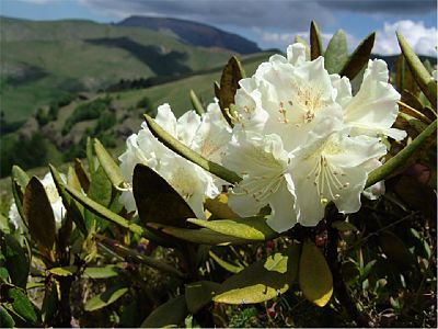 Рододендрон кавказский (Rhododendron caucasicum) также называют горным