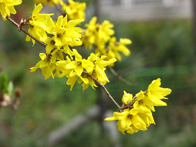 Форзиция корейская (Forsythia Koreana) во время цветения