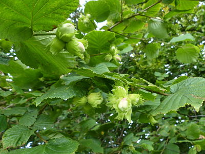 Лесные орехи на фоне листьев лещины обыкновенной (Corylus avellana)