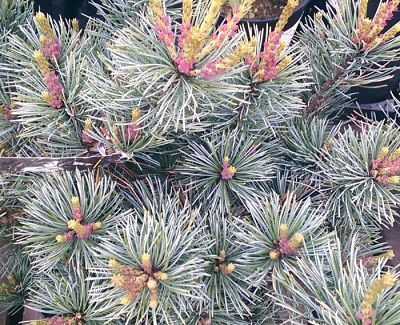 Сосна мелкоцветковая (Pinus Parviflora)