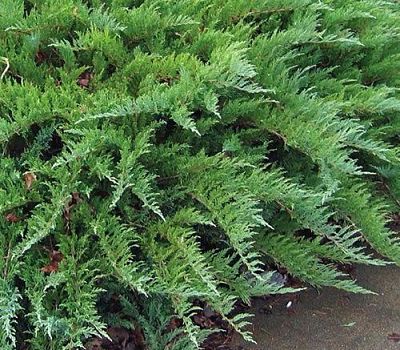 Можжевельник обыкновенный (Juniperus communis) часто применяют как декоративное садово-парковое растение