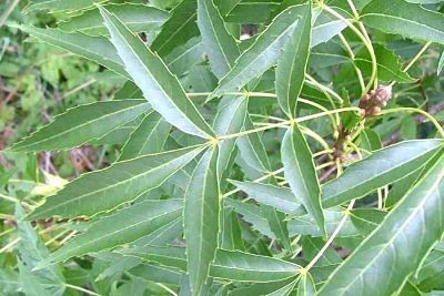 Листва ясеня узколистного (Fraxinus angustifolia)