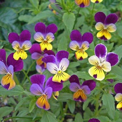 Фиалка (Viola) – наиболее популярное растение, которое насчитывает большое количество разных сортов