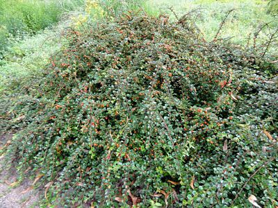 Кизильник ранний (Cotoneaster praecox) отлично подойдет для неприхотливого сада