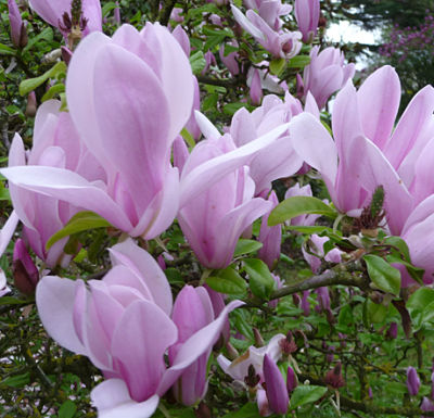 Магнолия гибридная (Magnolia hybrida) во время цветения