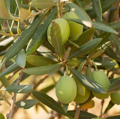 Олива (маслина)