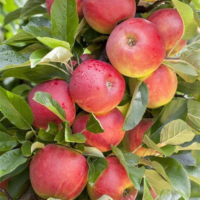 Плоды домашней яблони