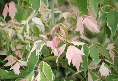 Листья клена ясенелистного (Acer negundo)