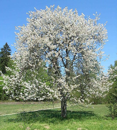 Вишня птичья, или черешня (Prunus avium)