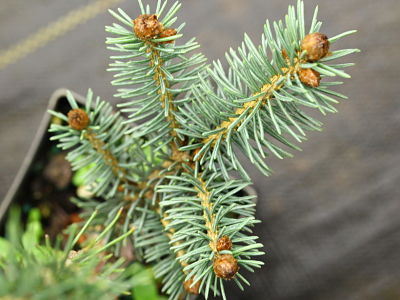 Саженец ели Энгельмана (Picea engelmannii)