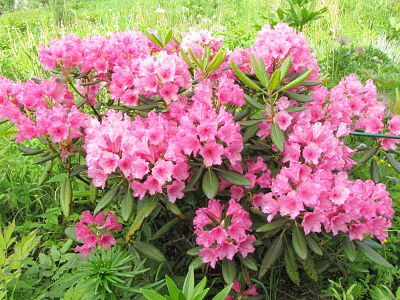 Один из видов рододендрона гибридного (Rhododendron hybrid) 