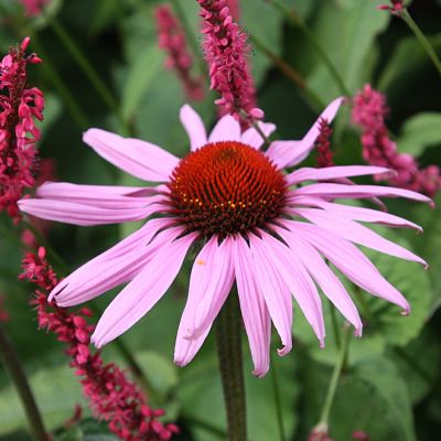 Эхинацея (Echinacea), вид цветка
