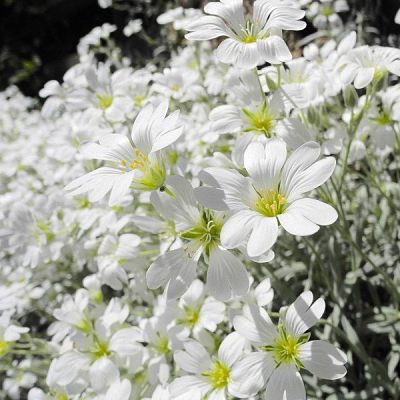 Ясколка (Cerastium), вид цветов