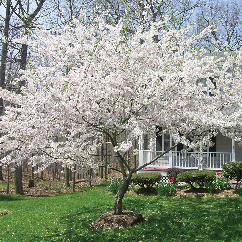 Слива домашняя (Prunus domestica) во время цветения