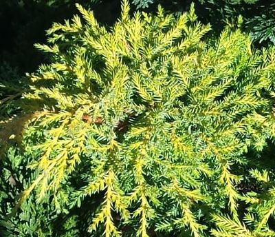 Можжевельник средний (Juniperus x pfitzeriana)