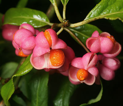 Декоративные ягоды бересклета европейского (Euonymus europaeus)