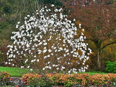 Магнолия звездчатая (Magnolia stellata) во время цветения