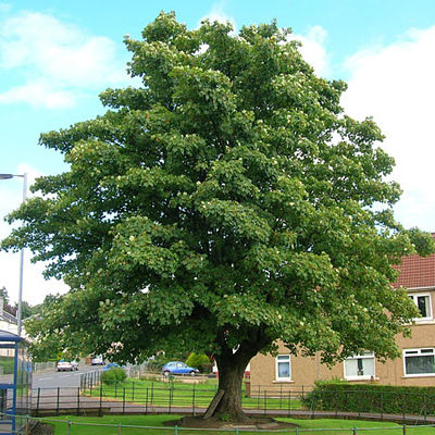Клен ложноплатановый (Acer pseudoplatanus), или явор
