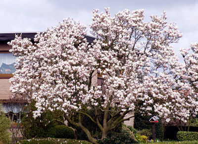 Магнолия Суланжа (Magnolia × soulangeana), внешний вид дерева