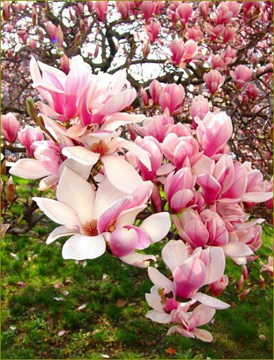 Цветы магнолии (Magnolia) никого не оставят равнодушным