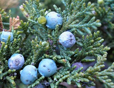 Шишкоягоды можжевельника казацкого (Juniperus sabina)
