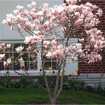 Магнолия (Magnolia) – одно из самых красивых растений на Земле
