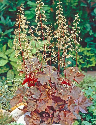 Гейхера мелкоцветковая (Heuchera micrantha), вид декоративного растения