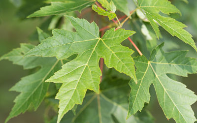 Листья Acer saccharinum имеют серебристый отлив