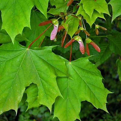 Листья и крылатки остролистного клена (Acer platanoides)