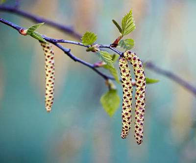 Весной березу украшают привлекательные сережки на фоне зеленой листвы