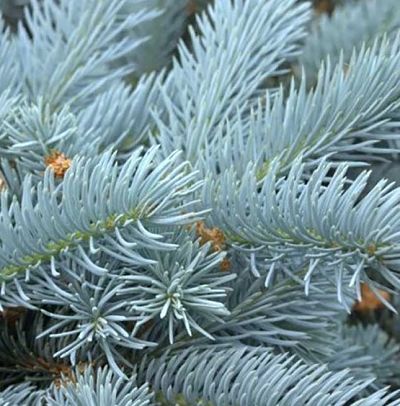 Голубая ель (лат. Picea pungens)