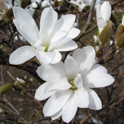 Магнолия звездчатая (Magnolia stellata), вид цветков