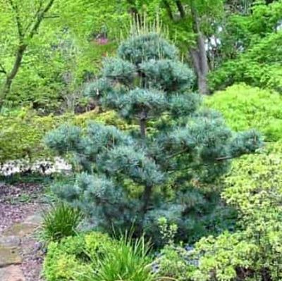 Глаука – одна из разновидностей сосны мелкоцветковой (Pinus Parviflora)