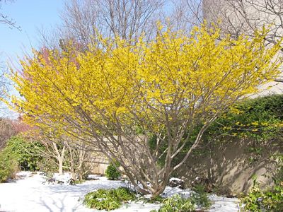 Гамамелис (Hamamelis) – удивительный кустарник, который цветет в холодное время года