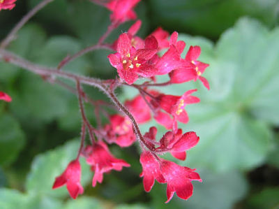 Гейхера кроваво-красная (Heuchera sanguinea), вид соцветия