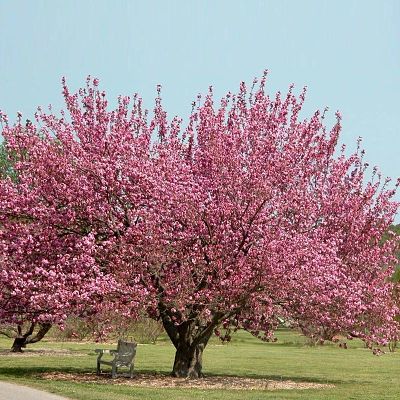 Сакура, или декоративная вишня (Prunus serrulata)