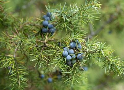 Плоды можжевельника обыкновенного – шишкоягоды сине-черного цвета