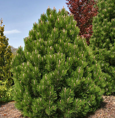 Компакт Джем - один из гибридов сосны белокорой (Pinus albicaulis)