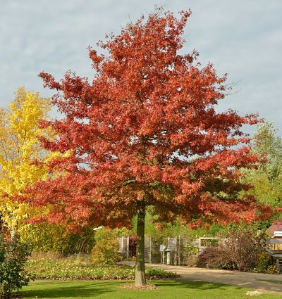 Дуб шарлаховый (Quercus coccinea)