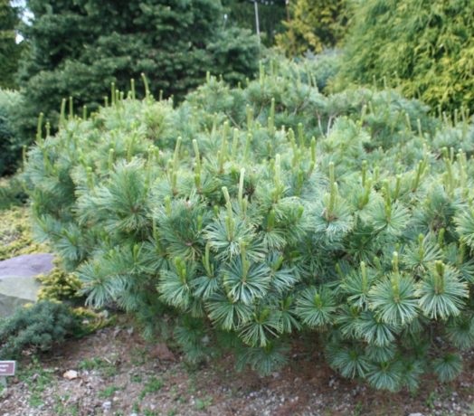 Сосна низкая, или стланиковая (Pinus pumila)