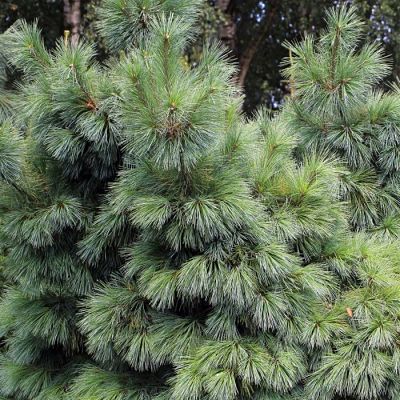 Сосна Шверина (Pinus schwerinii) выглядит довольно пушисто