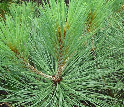 Для сосны Джеффри (Pinus jeffreyi) характерна острая и жесткая хвоя
