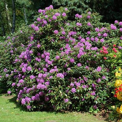 Рододендрон (Rhododendron) – это невероятно красивое растение, которое имеет много разнообразных сортов