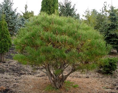 Сосна густоцветная (Pinus densiflora) играет важную роль в классическом японском саду