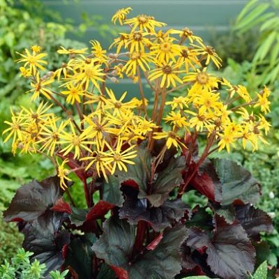 Бузульник (Ligularia) – высокое растение с яркими, привлекающими внимание цветами