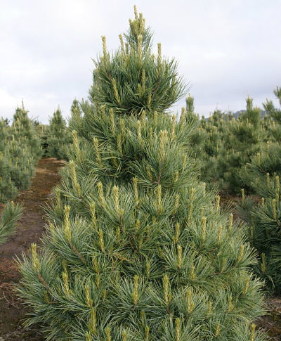 Внешний вид кедровой европейской сосны (Pinus cembra)